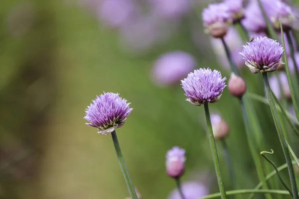 Erva de cebolinha florescendo na primavera, campo de agricultura — Fotografia de Stock