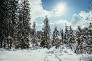 Doğada güneşli kış manzara: Patika, karlı ağaçlar, güneş