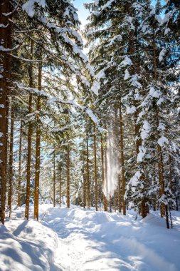 Doğada güneşli kış manzara: Patika ve karlı ağaçlar. 