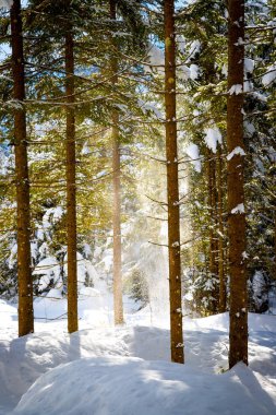 Doğada güneşli kış manzara: Patika ve karlı ağaçlar. 