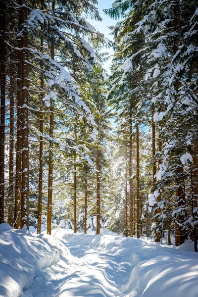 Doğada güneşli kış manzara: Patika ve karlı ağaçlar. 