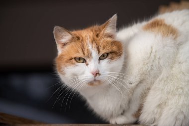 Renkli kedi dışarıda oturuyor, kameraya bakıyor.