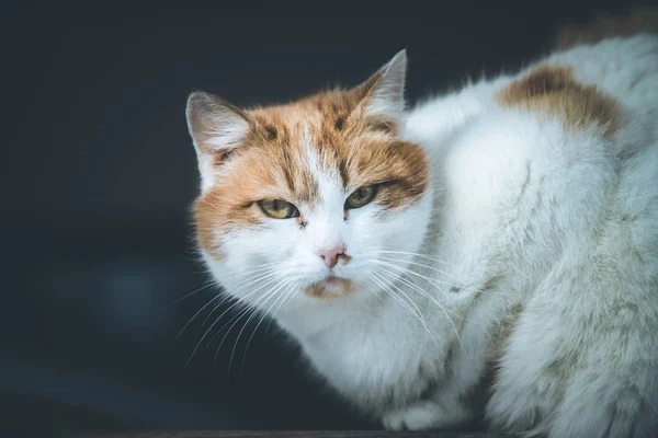 Barevná kočka sedí venku a dívá se do kamery — Stock fotografie