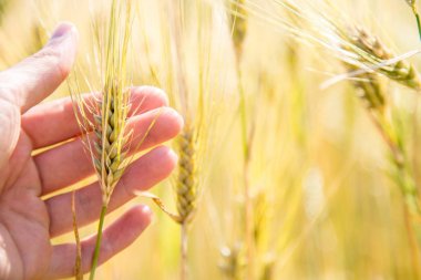 Erkek çiftçi buğday kırpma kulakları bir alanda gün batımı dokunuyor
