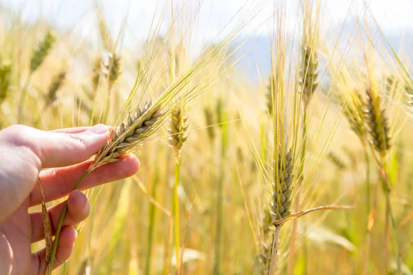 Male farmer is touching wheat crop ears in a field, sunset — Stock Photo, Image