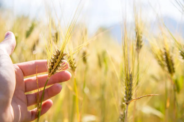 Hombre agricultor está tocando las espigas de trigo en un campo, puesta del sol —  Fotos de Stock