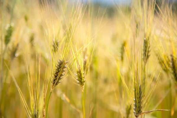 Oblast zemědělství: zralé uši pšenice, sklizeň — Stock fotografie