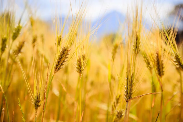 Сельское хозяйство: спелые колосья пшеницы, урожай — стоковое фото