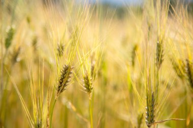 Tarım alanı: Buğdayın olgun kulakları, hasat