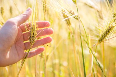 Erkek çiftçi buğday kırpma kulakları bir alanda gün batımı dokunuyor