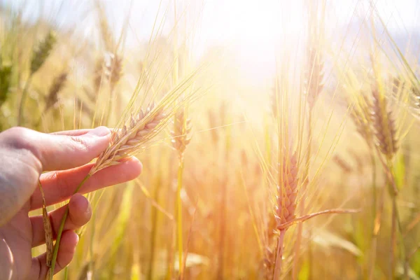 Male farmer is touching wheat crop ears in a field, sunset — Stock Photo, Image