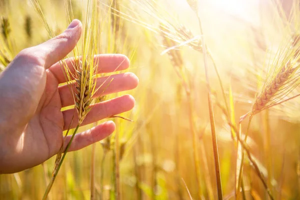 Male farmer is touching wheat crop ears in a field, sunset — Stock Photo, Image