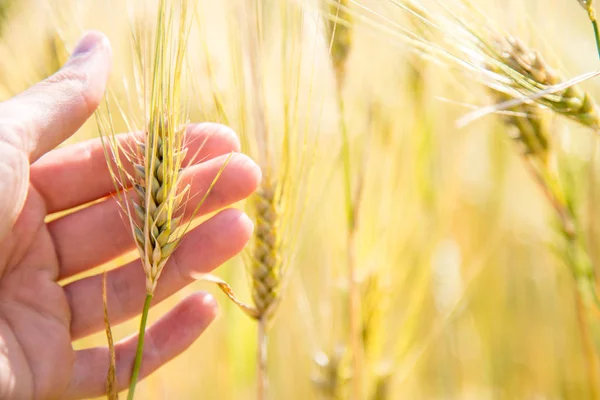 Male farmer is touching wheat crop ears in a field, sunset — Stock Photo, Image