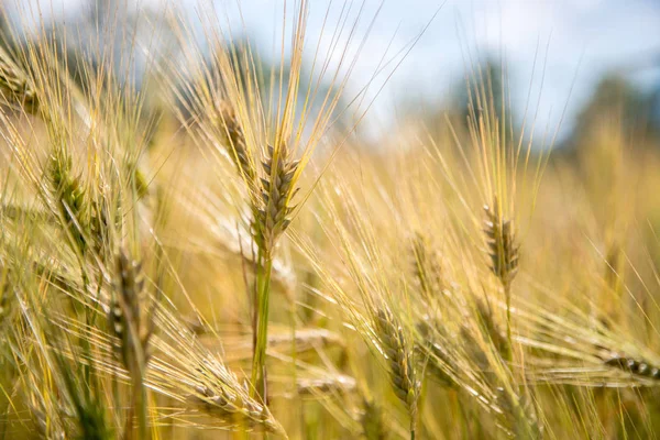 Oblast zemědělství: zralé uši pšenice, sklizeň — Stock fotografie