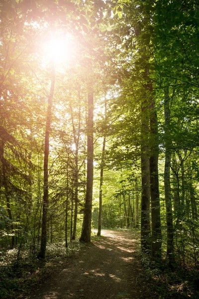 森の中の印象的な木々。新緑の葉と太陽の光, — ストック写真