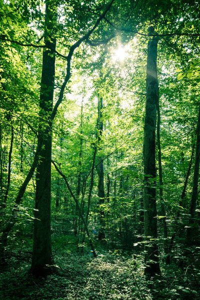 Впечатляющие деревья в лесу. Свежие зеленые листья и солнце
,