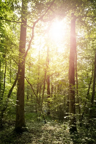Beeindruckende Bäume im Wald. frische grüne Blätter und Sonnenschein, — Stockfoto