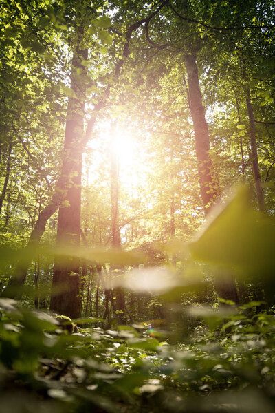 Impressive trees in the forest. Fresh green leaves and sunshine,