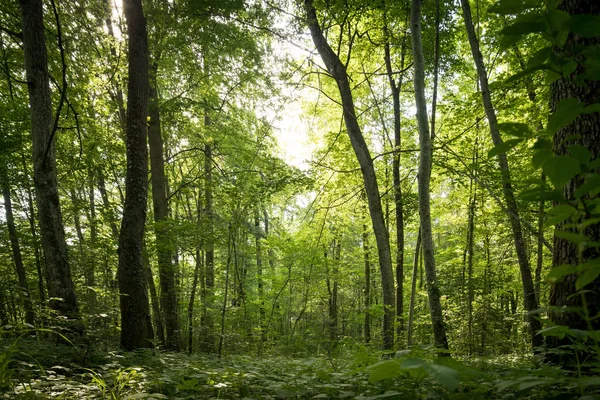 Alberi impressionanti nella foresta. Verde fresco, primavera. In basso. — Foto Stock