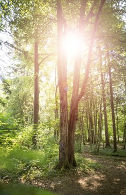 Ormandaki etkileyici ağaçlar. Taze yeşil yapraklar ve güneş ışığı,