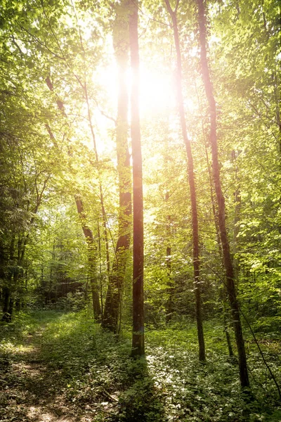Beeindruckende Bäume im Wald. frische grüne Blätter und Sonnenschein, — Stockfoto