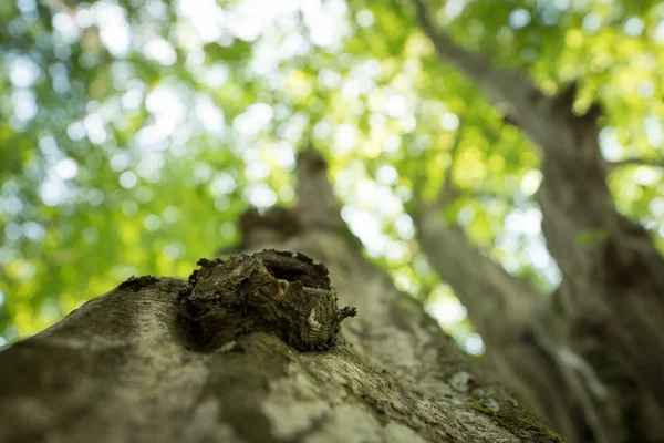 Tronco d'albero nella foresta: immagine da vicino, sfondo verde sfocato — Foto Stock