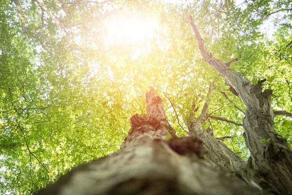 Κορμός δέντρου στο δάσος: κοντινό εικόνα, θολή πράσινη — Φωτογραφία Αρχείου