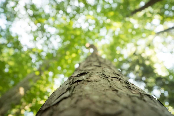 Κορμός δέντρου στο δάσος: κοντινό εικόνα, θολή πράσινη — Φωτογραφία Αρχείου