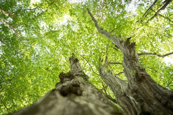 Tronco d'albero nella foresta: immagine da vicino, sfondo verde sfocato — Foto Stock