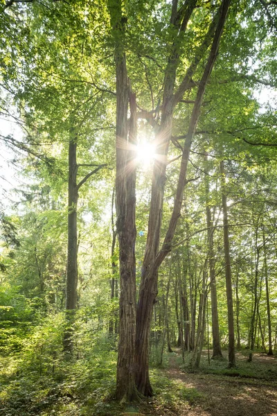 森の中の印象的な木々。新緑の葉と太陽の光, — ストック写真