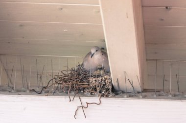 Genç kuşlar ve annesi kuş yuvasında oturuyorlar.