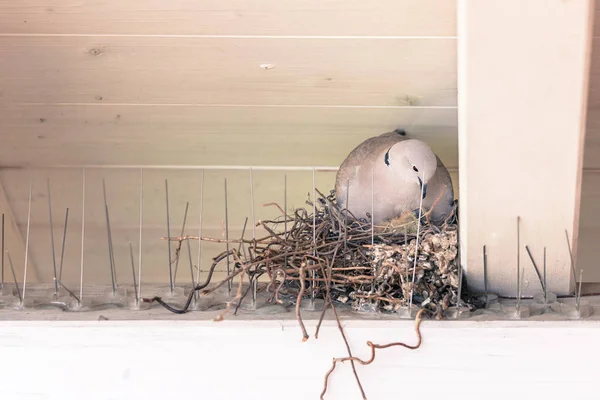 Pájaros jóvenes y su madre están sentados en un nido de pájaros —  Fotos de Stock