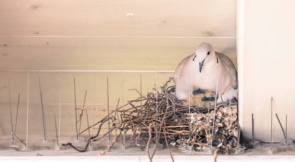 Os pássaros jovens e sua mãe estão sentados em um ninho de pássaros — Fotografia de Stock