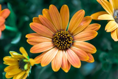 Güzel bahar çiçeği, tebrik kartı. Gerbera