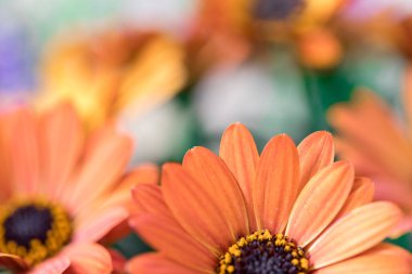 Güzel bahar çiçeği, tebrik kartı. Gerbera