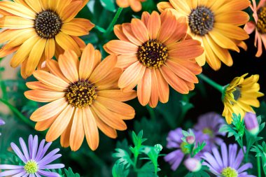 Güzel bahar çiçeği, tebrik kartı. Gerbera