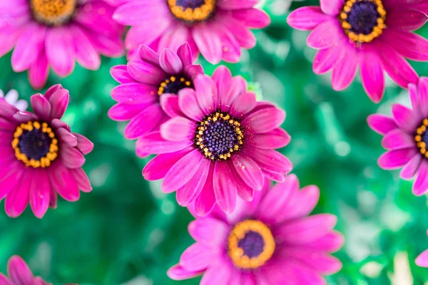 Mooie lente bloesem, wenskaart. Gerbera — Stockfoto