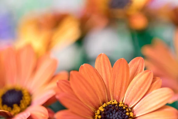 Bela flor de primavera, cartão de saudação. Gérbera — Fotografia de Stock