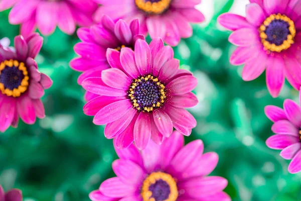 Belle fleur de printemps, carte de vœux. Gerbera — Photo