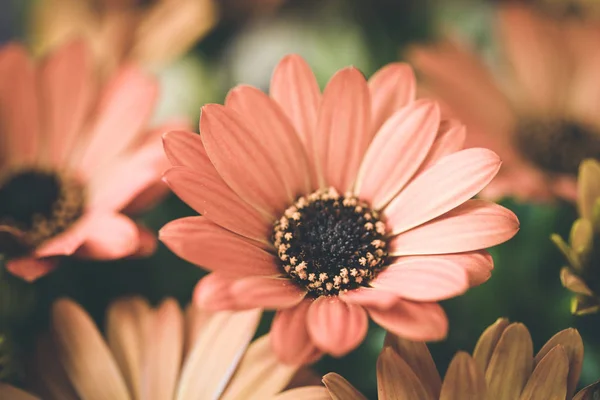 Bela flor de primavera, cartão de saudação. Gérbera — Fotografia de Stock