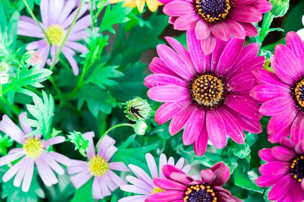 Bela flor de primavera, cartão de saudação. Gérbera — Fotografia de Stock