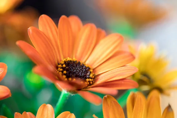 Bela flor de primavera, cartão de saudação. Gérbera — Fotografia de Stock