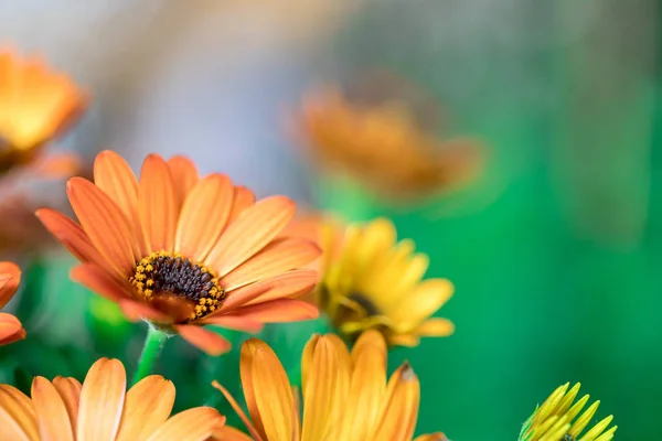 Bela flor de primavera, cartão de saudação. Gérbera — Fotografia de Stock
