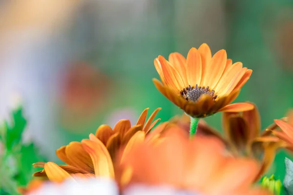 Bela flor de primavera, cartão de saudação. Gérbera — Fotografia de Stock