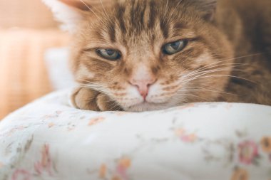 Evde rahatlatıcı kırmızı tekir kedi resmi yakın