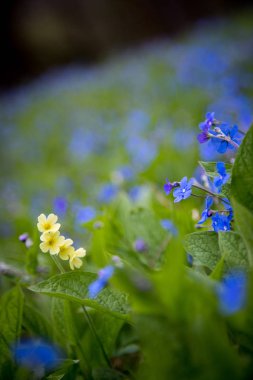 Mavi beni unutamaz ve baharda renkli kır çiçekleri