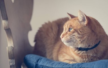 Evde rahatlatıcı kırmızı tekir kedi resmi yakın