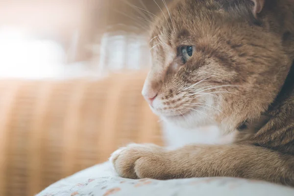 Evde rahatlatıcı kırmızı tekir kedi resmi yakın — Stok fotoğraf