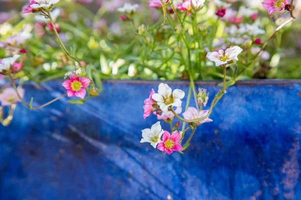 Садоводство весной: Симпатичные белые и розовые цветы в голубом горшке . — стоковое фото