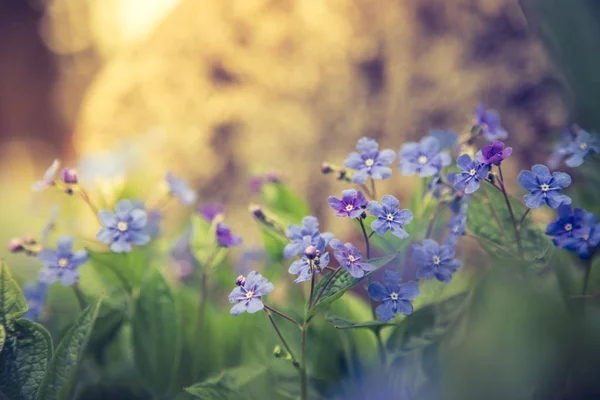 Blue forget me not and colourful wildflowers in spring — Stock Photo, Image